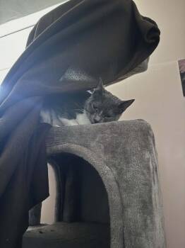 Catbird -  Domestic Short Hair Cat for Adoption in North Brunswick Township, New Jersey - Catbird | PetCurious