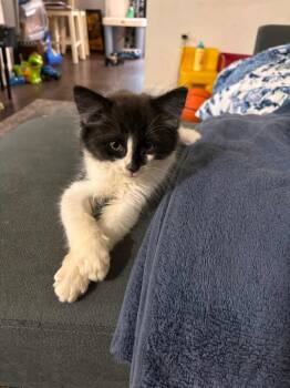 Rescue Domestic Medium Hair Cats for Adoption in Winslow Township, New Jersey - Bruno | PetCurious