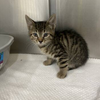 Rescue Domestic Short Hair Cats for Adoption in Auburn, Alabama - Alex | PetCurious