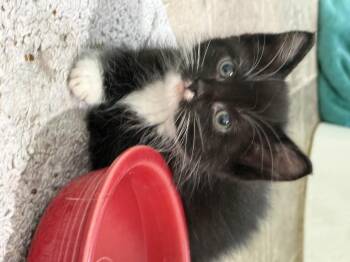 Spider Man -  Domestic Short Hair Cat for Adoption in Fruit Heights, Utah - Spider Man | PetCurious