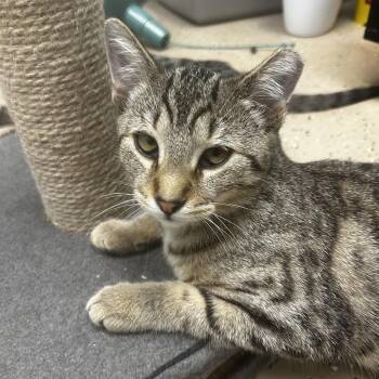 Tabby Cats Available for Adoption - Gemini | PetCurious