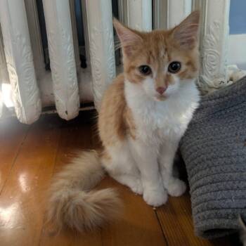 Pumpkin -  Domestic Medium Hair Cat for Adoption in Medfield, Massachusetts - Pumpkin | PetCurious