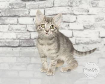 Lurleen -  Domestic Short Hair and Tabby Cat for Adoption in Tuscaloosa, Alabama - Lurleen | PetCurious