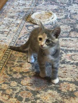 Domestic Short Hair Cats Available for Adoption in Athens, Ohio - Kate | PetCurious