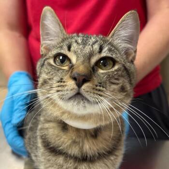 Sage -  Domestic Medium Hair Cat for Adoption in Birmingham, Alabama - Sage | PetCurious
