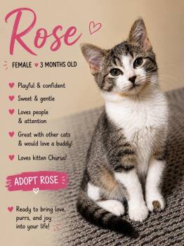 Rose -  Domestic Short Hair Cat for Adoption in Salamanca, New York - Rose | PetCurious