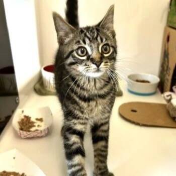 Jack -  Domestic Short Hair Cat for Adoption - Jack | PetCurious