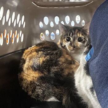 Jewel -  Domestic Short Hair Cat for Adoption in Newark, New Jersey - Jewel | PetCurious