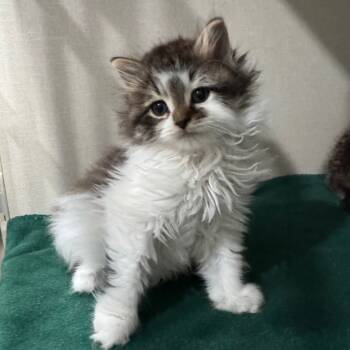 Rescue Domestic Long Hair Cats for Adoption in Fairmont, West Virginia - Boo! | PetCurious