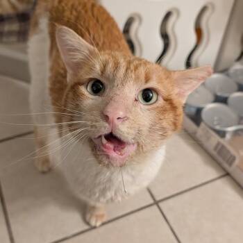 Domestic Short Hair Cats Available for Adoption in Lewisville, Texas - Oscar | PetCurious