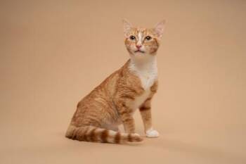 Percy -  Domestic Short Hair Cat for Adoption in Fort Worth, Texas - Percy | PetCurious