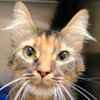Autumn -  Domestic Long Hair Cat for Adoption in Palestine, Texas - Autumn | PetCurious