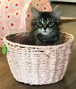 Rescue Domestic Medium Hair Cats for Adoption in Columbus, Ohio - Biscotti | PetCurious