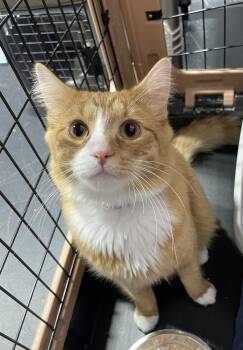 Domestic Medium Hair Cats Available for Adoption in Ferndale, Michigan - Reesee | PetCurious