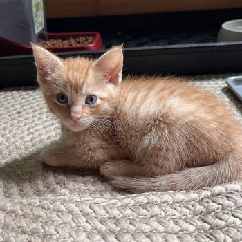 Mango -  Domestic Short Hair Cat for Adoption in Minneapolis, Minnesota - Mango | PetCurious