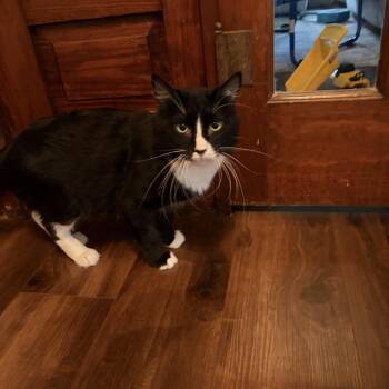 Panda -  Domestic Medium Hair Cat for Adoption in Amboy, Illinois - Panda | PetCurious