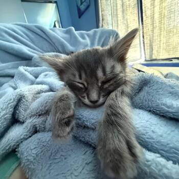 Sora -  Domestic Medium Hair Cat for Adoption in San Diego, California - Sora | PetCurious