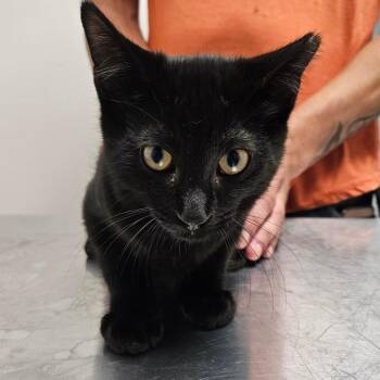 Quinn -  Domestic Short Hair Cat for Adoption in Oneonta, New York - Quinn | PetCurious