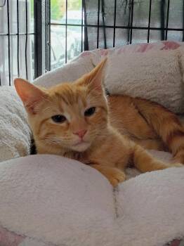 Pumpernickel -  Domestic Short Hair Cat for Adoption in Morgantown, West Virginia - Pumpernickel | PetCurious