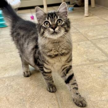 Azer -  Domestic Medium Hair Cat for Adoption in Winchendon, Massachusetts - Azer | PetCurious