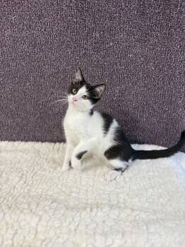 Rescue Domestic Short Hair Cats for Adoption in Upper Sandusky, Ohio - Moe | PetCurious