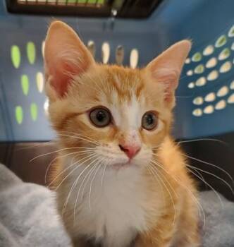 Dove -  Domestic Short Hair Cat for Adoption in Kansas City, Missouri - Dove | PetCurious