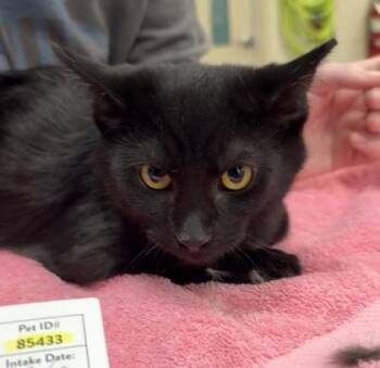 Domestic Short Hair Cats Available for Adoption - Adonis | PetCurious