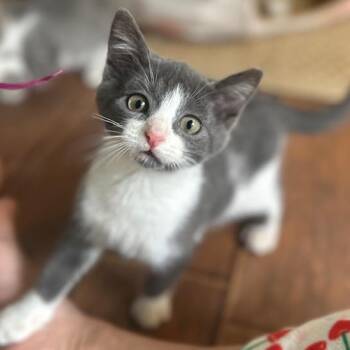 Guava -  Domestic Short Hair Cat for Adoption in West Jefferson, Ohio - Guava | PetCurious