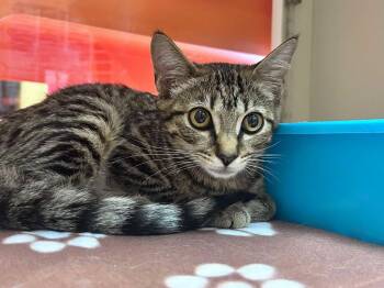 Megan Thee Stallion -  Domestic Short Hair Cat for Adoption in Sebastian, Florida - Megan Thee Stallion | PetCurious