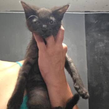 0826-05 Gretel -  Domestic Short Hair Cat for Adoption in Abingdon, Maryland - 0826-05 Gretel | PetCurious