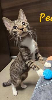 Pecan Pie -  Domestic Short Hair Cat for Adoption in Hazlet, New Jersey - Pecan Pie | PetCurious