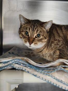 Domestic Short Hair Cats Available for Adoption - Soul Mate | PetCurious