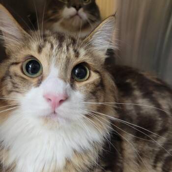 Pancake -  Domestic Medium Hair Cat for Adoption in Wantagh, New York - Pancake | PetCurious