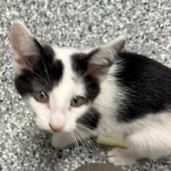 Montgomery -  Domestic Short Hair Cat for Adoption in Bryan, Ohio - Montgomery | PetCurious