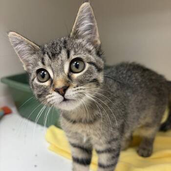 Ladybug -  Domestic Short Hair Cat for Adoption in Champaign, Illinois - Ladybug | PetCurious