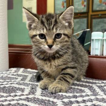 Sentret -  Domestic Short Hair Cat for Adoption in Shinnston, West Virginia - Sentret | PetCurious
