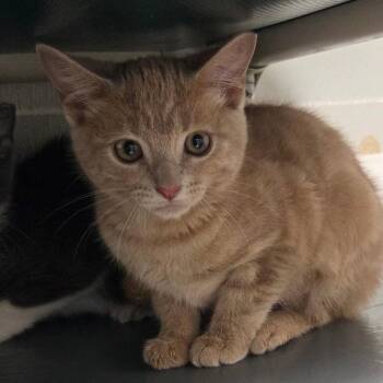 Marigold -  Domestic Short Hair Cat for Adoption in Dallas, Texas - Marigold | PetCurious