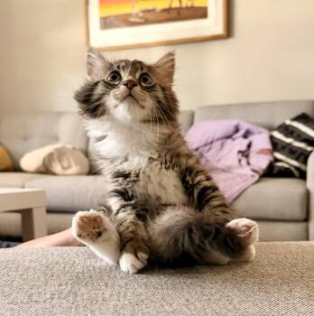 Hard Boiled Egg -  Domestic Long Hair Cat for Adoption in Topeka, Kansas - Hard Boiled Egg | PetCurious