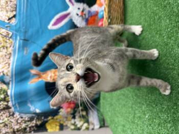 Domestic Short Hair Cats Available for Adoption in Statesboro, Georgia - Lyric | PetCurious
