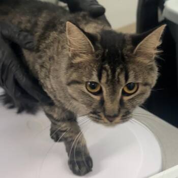 Charlie -  Domestic Short Hair Cat for Adoption in Manhattan, Kansas - Charlie | PetCurious