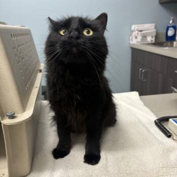 Jinx -  Domestic Long Hair Cat for Adoption in Oak Park, Illinois - Jinx | PetCurious