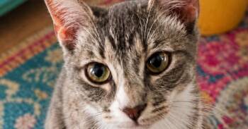 Baby Melody -  American Shorthair Cat Available for Adoption in Austin, Texas - Baby Melody | PetCurious