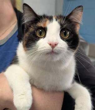 Domestic Short Hair Cats Available for Adoption - KALIE | PetCurious