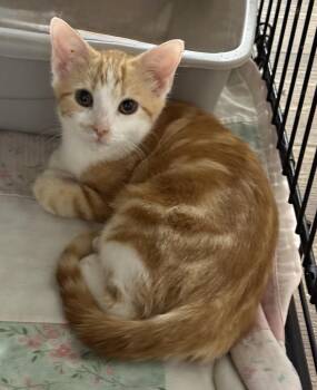 Cinnamon -  Domestic Short Hair Cat for Adoption in Pawleys Island, South Carolina - Cinnamon | PetCurious