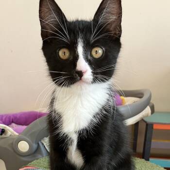 George -  Domestic Short Hair Cat for Adoption in Salisbury, Massachusetts - George | PetCurious