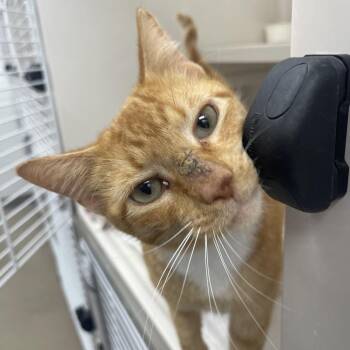 Domestic Short Hair Cats Available for Adoption - Gritty | PetCurious