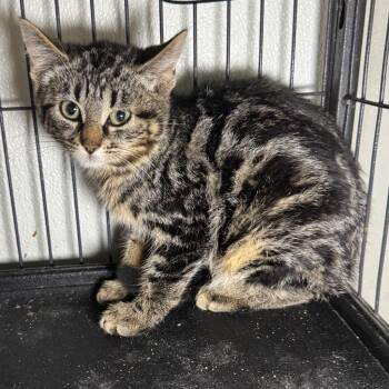 Quinn -  Domestic Short Hair Cat for Adoption in Saginaw, Michigan - Quinn | PetCurious