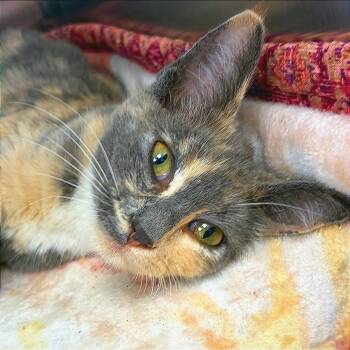 Lilah -  Domestic Short Hair Cat for Adoption in Hannibal, Missouri - Lilah | PetCurious