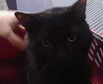 BIG FLUFF -  Domestic Long Hair Cat for Adoption in Charlotte, North Carolina - BIG FLUFF | PetCurious