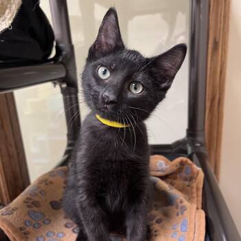 Josh -  Domestic Short Hair Cat for Adoption in Arlington Heights, Illinois - Josh | PetCurious